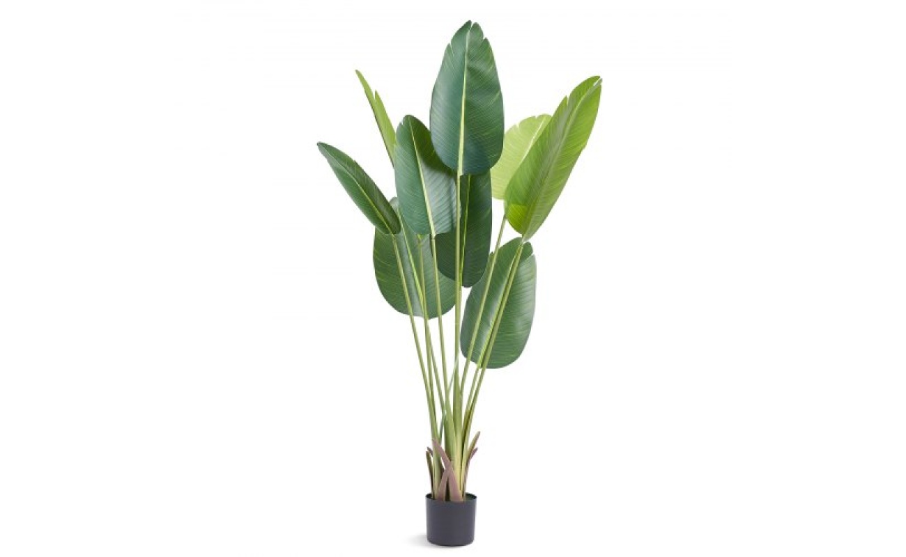 RZRDZW5FT1TT14RVAV0 5