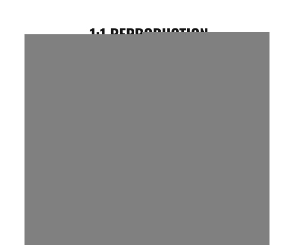 RZRDZW5FT2BLZBCF0V0 gallery 2