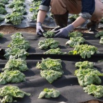 WFB6100FT80ANXCYBV0 gallery 6