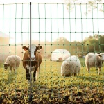 DXJCWLW50IN1GSPZF001V0 gallery 6