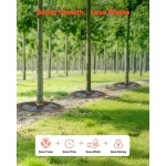 HSJSD10GAL4JUT9Z3V0 gallery 3