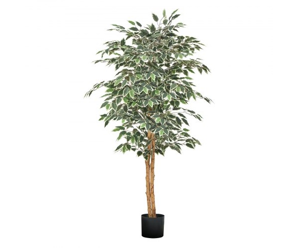 RZS5FTRSSLX05VE6P001V0